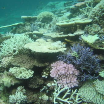 2007　異様な美しさの白化サンゴ