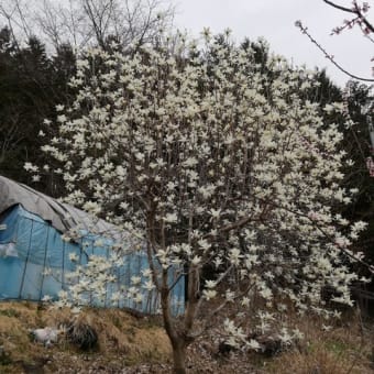 枝垂れ桜開花