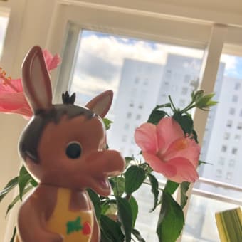 ロバくんとピンクのハイビスカス