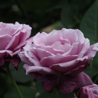 花の端境期の水林自然林には菌従属栄養植物などが（2025.6.8）#2 そして四季の里バラ園に