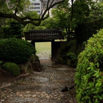 雨の相楽園（２）