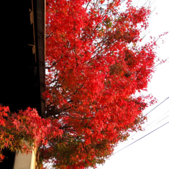 秋の夕日に照る山紅葉