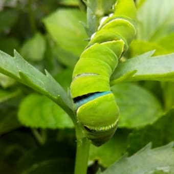 アゲハの幼虫時代