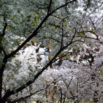 桜満開！＠浜寺公園