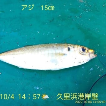 笑転爺の釣行記　１０月４日⛅　久里浜港岸壁