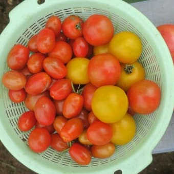 ミニトマトのソバージュ栽培