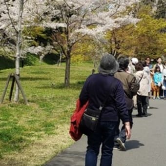 お花見してきました。