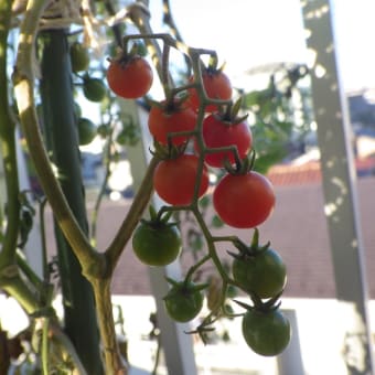 秋植えマイクロトマト