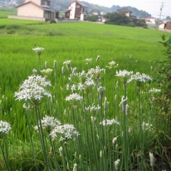 秋の気配