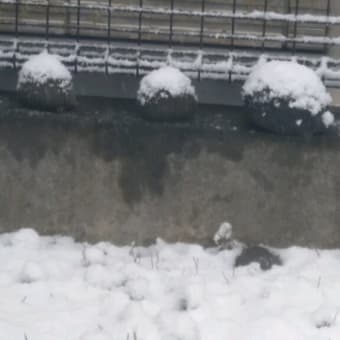 初雪