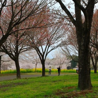 赤城南面千本桜。。。