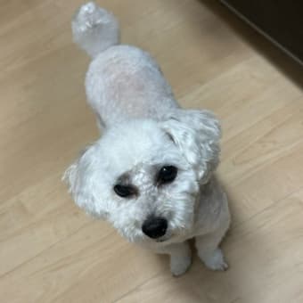 ランちゃんをトリミングに行きました　k-hashii-japan　2024年8月25日