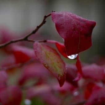 秋深し陶芸 温泉 ぶどう狩り