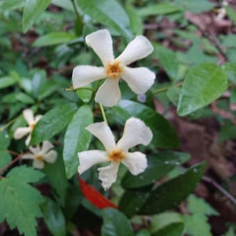 ついに膝もガタがきたかも？