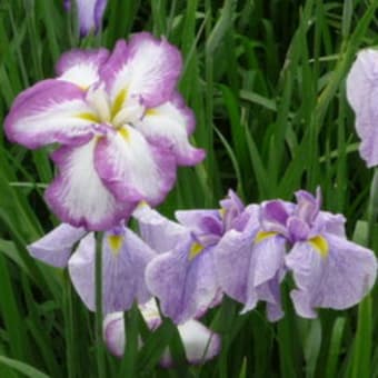 水元公園の花菖蒲