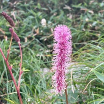 高山植物　八方池へ