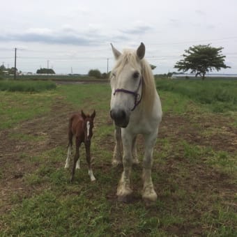 続報❗️お馬の親子