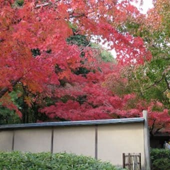 万博茶室周辺の紅葉