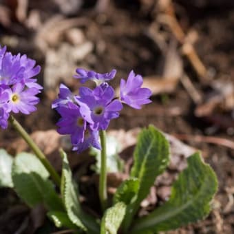 清々しい藤色のタツタソウ～庭の花が咲き始めた～移植