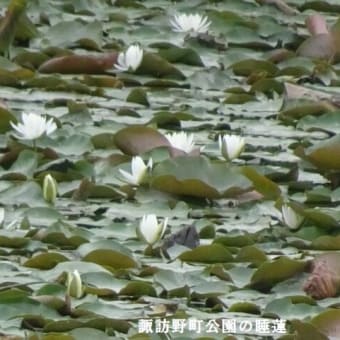 ６月例会「久留米の花菖蒲を求めて」（福岡県久留米市）