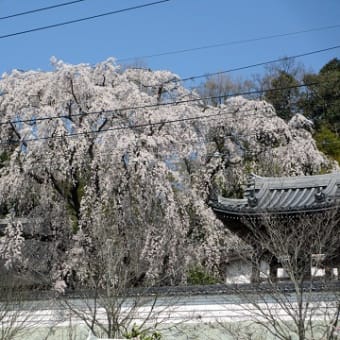 津山　千光寺の垂れ桜