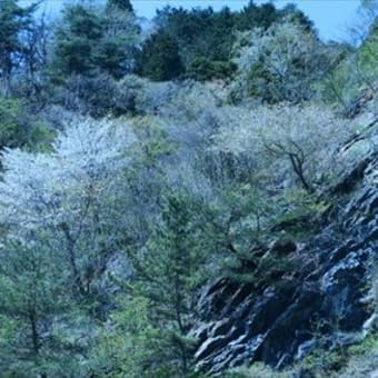 石崖の山桜