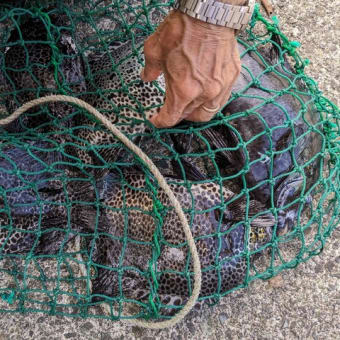 南伊豆 下流 今日の釣果