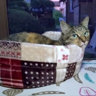 UFOに乗っていたかも！