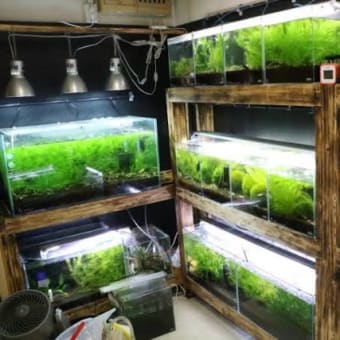 憧れの吹奏楽部のはずやったのに