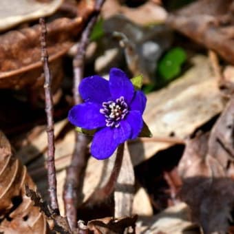 山形のとある山で濃色の雪割草を（2025年4月10日）