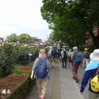 ６月例会「久留米の花菖蒲を求めて」（福岡県久留米市）