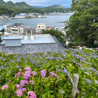 沼津のあじさい祭りに行ってきた