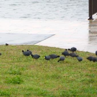 やっぱり雨