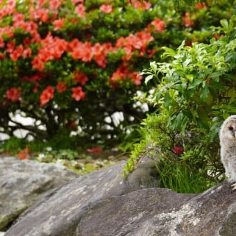 深大寺の境内にフクロウ現れる。