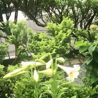 とらぷぅ💥情報＋天気6/1/1 加ＰＲ独立⁉️