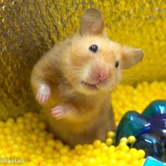 Hamster Fanta Maze 🐹 Syrian Hamsters in Giant Cardboard Maze 🐹 ホムラハム