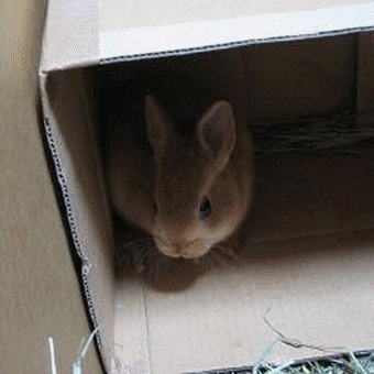 うさぎが来たよ 今日が一番いい日