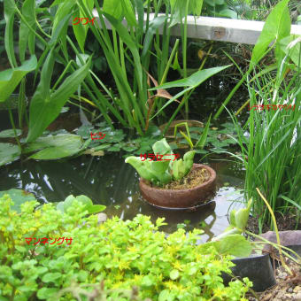 池の植物