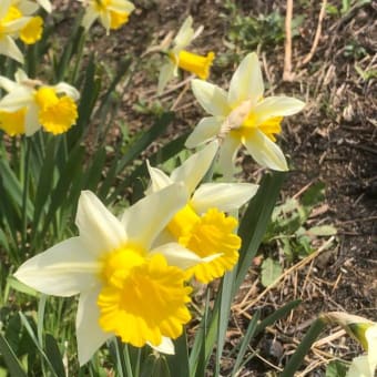 花のように 花が花であるように