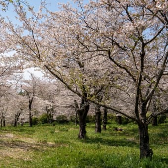 国営武蔵丘陵森林公園の桜　その２０