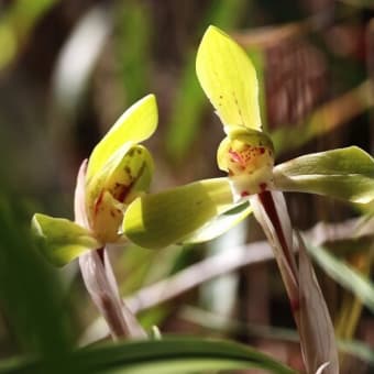 近場で今どきのお花めぐり！（シュンランとヒメフタバラン、ユキヤブケマンと！）