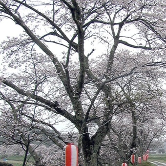 皐月のタマシギ