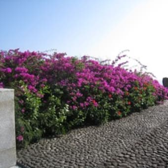 2010年3月 硫黄島　慰霊墓参訪問（１）　