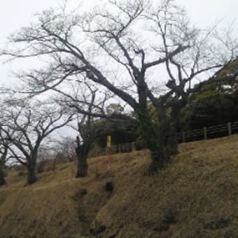 日立市の標準木は？