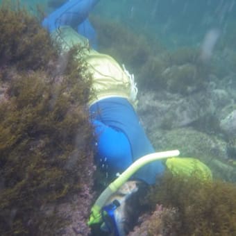 「浦島しぇぷっち」