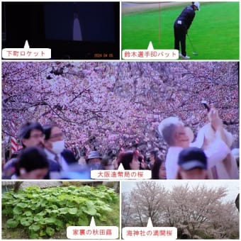 大阪造幣局の桜