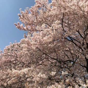 今年の桜