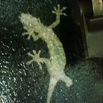 庭で見たいきもの