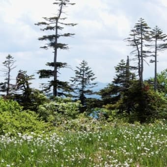 花の百名山 平標山