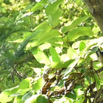 公園の小鳥たち＆植物